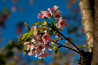 Cherry Blossoms