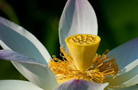 Kenilworth Aquatic Gardens, D.C.