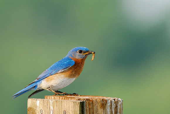 Eastern Bluebird