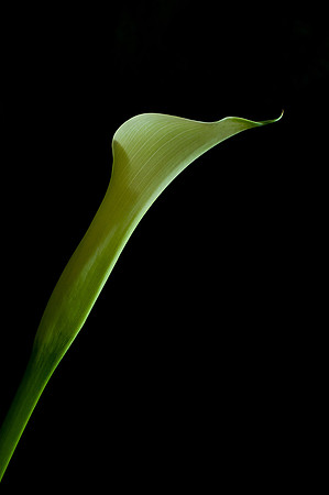 Calla Lily