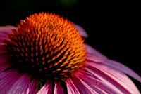 Flora