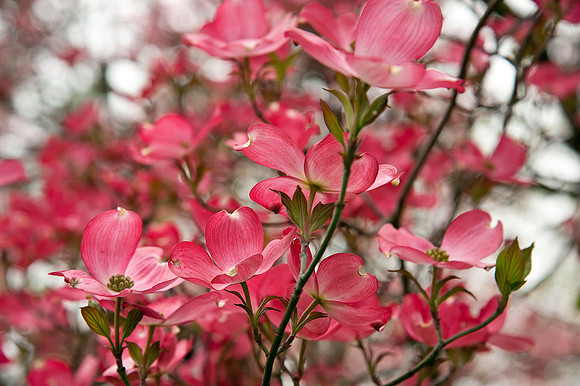 Dogwood