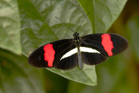 Butterflies and Moths