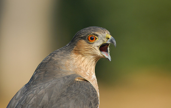 Sharp-shinned Hawk