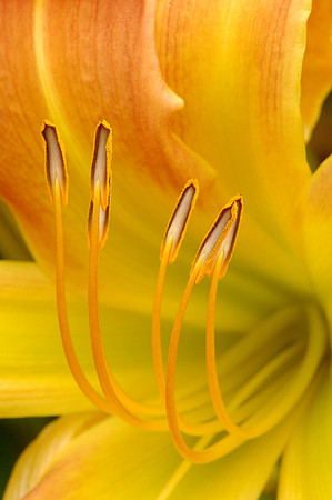 Day Lily